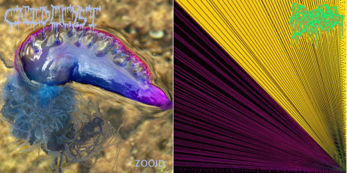 Serotonin Leakage : Serotonin Leakage - Cnidocyst